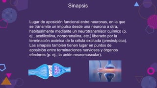 Sinapsis
Lugar de aposición funcional entre neuronas, en la que
se transmite un impulso desde una neurona a otra,
habitualmente mediante un neurotransmisor químico (p.
ej., acetilcolina, noradrenalina, etc.) liberado por la
terminación axónica de la célula excitada (presináptica).
Las sinapsis también tienen lugar en puntos de
aposición entre terminaciones nerviosas y órganos
efectores (p. ej., la unión neuromuscular).
 