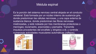 Médula espinal
Es la porción del sistema nervioso central alojada en el conducto
vertebral. Está formada por un núcleo interno de sustancia gris,
donde predominan las células nerviosas, y una capa externa de
sustancia blanca, donde predominan las fibras nerviosas
mielinizadas, y está rodeada por tres membranas protectoras o
meninges; duramadre, aracnoides y piamadre. Transmite
impulsos procedentes del encéfalo y dirigidos a él, y controla
numerosas actividades musculares automáticas (reflejos).
 