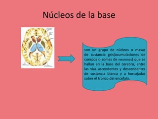Núcleos de la base
son un grupo de núcleos o masas
de sustancia gris(acumulaciones de
cuerpos o somas de neuronas) que se
hallan en la base del cerebro, entre
las vías ascendentes y descendentes
de sustancia blanca y a horcajadas
sobre el tronco del encéfalo.
 
