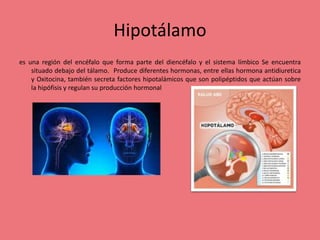 Hipotálamo
es una región del encéfalo que forma parte del diencéfalo y el sistema límbico Se encuentra
situado debajo del tálamo.1 Produce diferentes hormonas, entre ellas hormona antidiuretica
y Oxitocina, también secreta factores hipotalámicos que son polipéptidos que actúan sobre
la hipófisis y regulan su producción hormonal
 