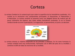Corteza
La corteza Cerebral es la sustancia gris que cubre la superficie de los hemisferios cerebrales. A la
corteza se le reconocen tres componentes principales: el Arquicórtex, el Paleocórtex y
el Neocórtex. La corteza cerebral se presenta como una delgada lámina de materia gris de
pocos milímetros de espesor, que cubre ambos hemisferios cerebrales. Es en la corteza
cerebral donde ocurren la percepción, la imaginación, el pensamiento, el juicio y la decisión.
La corteza alcanza su máximo desarrollo en los primates y cetáceos. En los seres humanos la
corteza cerebral está muy evolucionada; representa casi el 80% del peso de su encéfalo y
contiene el 20% de todas las neuronas de su encéfalo.
 
