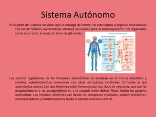 Sistema Autónomo
Es la parte del sistema nervioso que se encarga de inervar las estructuras u órganos relacionados
con las actividades involuntarias internas necesarias para el funcionamiento del organismo,
como el corazón, el músculo liso y las glándulas.
Los centros reguladores de las funciones autonómicas se localizan en el tronco encefálico y
cerebro, estableciéndose conexiones con otras estructuras cerebrales formando la red
autonómica central. Las vías eferentes están formadas por dos tipos de neuronas, que son las
preganglionares y las postganglionares, y la sinapsis entre dichas fibras, forma los ganglios
autónomos. Los impulsos aferentes van desde los receptores viscerales, quimiorreceptores,
osmorreceptores y barorreceptores hasta el sistema nervioso central.
 