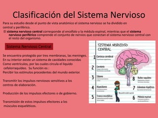 Clasificación del Sistema Nervioso
Para su estudio desde el punto de vista anatómico el sistema nervioso se ha dividido en
central y periférico.
El sistema nervioso central corresponde al encéfalo y la médula espinal, mientras que el sistema
nervioso periférico comprende el conjunto de nervios que conectan el sistema nervioso central con
el resto del organismo.
Se encuentra protegido por tres membranas, las meninges.
En su interior existe un sistema de cavidades conocidas
Como ventrículos, por las cuales circula el liquido
cefalorraquídeo. Su función es :
Percibir los estímulos procedentes del mundo exterior.
Transmitir los impulsos nerviosos sensitivos a los
centros de elaboración.
Producción de los impulsos efectores o de gobierno.
Transmisión de estos impulsos efectores a los
músculos esqueléticos.
Sistema Nervioso Central
 