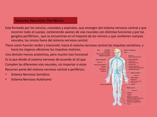 Esta formado por los nervios, craneales y espinales, que emergen del sistema nervioso central y que
recorren todo el cuerpo, conteniendo axones de vías neurales con distintas funciones y por los
ganglios periféricos , que se encuentran en el trayecto de los nervios y que contienen cuerpos
neurales, los únicos fuera del sistema nervioso central.
Tiene como función recibir y transmitir, hacia el sistema nervioso central los impulsos sensitivos, y
hacia los órganos efectores los impulsos motores.
Una división menos anatómica, pero mucho mas funcional
Es la que divide al sistema nervioso de acuerdo al rol que
Cumplen las diferentes vías neurales, sin importar si estas
Recorren parte del sistema nervioso central o periférico:
• Sistema Nervioso Somático
• Sistema Nervioso Autónomo
Sistema Nervioso Periférico
 