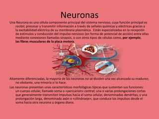 Neuronas
Una Neurona es una célula componente principal del sistema nervioso, cuya función principal es
recibir, procesar y transmitir información a través de señales químicas y eléctricas gracias a
la excitabilidad eléctrica de su membrana plasmática . Están especializadas en la recepción
de estímulos y conducción del impulso nervioso (en forma de potencial de acción) entre ellas
mediante conexiones llamadas sinapsis, o con otros tipos de células como, por ejemplo,
las fibras musculares de la placa motora.
Altamente diferenciadas, la mayoría de las neuronas no se dividen una vez alcanzada su madurez;
no obstante, una minoría sí lo hace.
Las neuronas presentan unas características morfológicas típicas que sustentan sus funciones:
un cuerpo celular, llamado soma o «pericarion» central; una o varias prolongaciones cortas
que generalmente transmiten impulsos hacia el soma celular, denominadas dendritas; y una
prolongación larga, denominada axón o «cilindroeje», que conduce los impulsos desde el
soma hacia otra neurona u órgano diana.
 