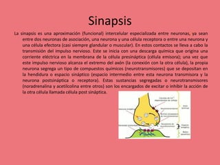 Sinapsis
La sinapsis es una aproximación (funcional) intercelular especializada entre neuronas,2​ya sean
entre dos neuronas de asociación, una neurona y una célula receptora o entre una neurona y
una célula efectora (casi siempre glandular o muscular). En estos contactos se lleva a cabo la
transmisión del impulso nervioso. Este se inicia con una descarga química que origina una
corriente eléctrica en la membrana de la célula presináptica (célula emisora); una vez que
este impulso nervioso alcanza el extremo del axón (la conexión con la otra célula), la propia
neurona segrega un tipo de compuestos químicos (neurotransmisores) que se depositan en
la hendidura o espacio sináptico (espacio intermedio entre esta neurona transmisora y la
neurona postsináptica o receptora). Estas sustancias segregadas o neurotransmisores
(noradrenalina y acetilcolina entre otros) son los encargados de excitar o inhibir la acción de
la otra célula llamada célula post sináptica.
 