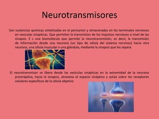 Neurotransmisores
Son sustancias quimicas sintetizadas en el pericarion y almacenadas en los terminales nerviosos
en vesiculas sinapticas. Que permiten la transmision de los impulsos nerviosos a nivel de las
sinapsis. E s una biomolécula que permite la neurotransmisión, es decir, la transmisión
de información desde una neurona (un tipo de célula del sistema nervioso) hacia otra
neurona, una célula muscular o una glándula, mediante la sinapsis que los separa.
El neurotransmisor se libera desde las vesículas sinápticas en la extremidad de la neurona
presináptica, hacia la sinapsis, atraviesa el espacio sináptico y actúa sobre los receptores
celulares específicos de la célula objetivo
 