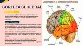 CORTEZA CEREBRAL
DEFINICIÓN
La corteza cerebral hace referencia al estrato exterior de
cerebro. Esta capa está formada por fina película de tejido
nervioso que envuelve la superficie de los hemisferios
cerebrales,
Áreas y Funciones
El área sensitiva: recibe la información sensorial desde núcleos
concretos del tálamo. Esta información es de carácter sensitivo,
lo que significa que transporta la información percibida por los
diferentes sentidos: vista, oído, olfato, tacto, sabor..
Areas motoras: zonas encargadas de los mecanismos
cerebrales asociados al movimiento corporal están situadas en
la porción anterior de ambos hemisferios, es decir en el lóbulo
frontal.
Areas de asociación: son aquellas que hacen posible la
existencia de las funciones mentales más complejas y
abstractas tales como los mecanismos de memoria y cognición,
el dominio de las emociones,
 