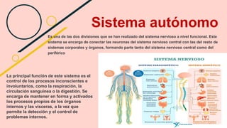 Sistema autónomo
Es una de las dos divisiones que se han realizado del sistema nervioso a nivel funcional. Este
sistema se encarga de conectar las neuronas del sistema nervioso central con las del resto de
sistemas corporales y órganos, formando parte tanto del sistema nervioso central como del
periférico
La principal función de este sistema es el
control de los procesos inconscientes e
involuntarios, como la respiración, la
circulación sanguínea o la digestión. Se
encarga de mantener en forma y activados
los procesos propios de los órganos
internos y las vísceras, a la vez que
permite la detección y el control de
problemas internos.
 
