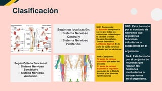 Clasificación
Según su localización:
Sistema Nervioso
Central y
Sistema Nervioso
Periférico.
Según Criterio Funcional:
Sistema Nervioso
Somático y
Sistema Nervioso
Autónomo
SNC: Comprende:
El Encéfalo:compuesto a
su vez por todas las
estructuras rodeadas por
la cavidad craneal:
Cerebro,Diencéfalo y
Tronco Encefálico.
La Médula Espinal: Es la
parte de tejido nervioso
rodeado por las vértebras
SNP: Compuesto
12 pares de nervios
craneales que salen del
encefalo
31 pares de nervios
Espinales o raquídeos
que salen de la Médula
Espinal y las diversas
ramificaciones
SNS: Está formado
por el conjunto de
neuronas que
regulan las
funciones
voluntarias o
conscientes en el
organismo.
SNA: Está formado
por el conjunto de
neuronas que
regulan las
funciones
involuntarias o
inconscientes
en el organismo.
 