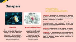 Sinapsis
El proceso de la sinapsis ocurre
cuando las neuronas se comunican
entre sí o con alguna otra célula
(como los músculos para generar
movimiento o las glándulas para
segregar hormonas), activando o
desactivando así determinados
procesos del organismo.
SINAPSIS
Son sustancias químicas
creadas por el cuerpo que
transmiten señales (es
decir, información) desde
una neurona hasta la
siguiente a través de unos
puntos de contacto
llamados sinapsis.
NEUROTRANSMISORES
Serotonina: Sintetizado por el triptofano.La serotonina
(5-HT) es comúnmente conocida como la hormona de la
felicidad, porque los niveles bajos de esta sustancia se
asocian a la depresión y la obsesión.
Dopamina:La dopamina es otro de los
neurotransmisores más conocidos, porque está
implicado en las conductas adictivas y es la causante de
las sensaciones placenteras
Endorfina: Droga natural que es liberada por nuestro
cuerpo y que produce una sensación de placer y euforia
Adrenalina: La adrenalina es un neurotransmisor que
desencadena mecanismos de supervivencia, pues se
asocia a las situaciones en las que tenemos que estar
alerta y activados porque permite reaccionar en
situaciones de estrés
PRINCIPALES
NEUROTRANSMISORES
 