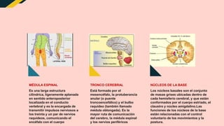 Es una larga estructura
cilíndrica, ligeramente aplanada
en sentido anteroposterior
localizada en el conducto
vertebral y es la encargada de
transmitir impulsos nerviosos a
los treinta y un par de nervios
raquídeos, comunicando el
encéfalo con el cuerpo
MÉDULA ESPINAL
Está formado por el
mesencéfalo, la protuberancia
anular (o puente
troncoencefálico) y el bulbo
raquídeo (también llamado
médula oblongada). Es la
mayor ruta de comunicación
del cerebro, la médula espinal
y los nervios periféricos
TRONCO CEREBRAL
Los núcleos basales son el conjunto
de masas grises ubicadas dentro de
cada hemisferio cerebral, y que están
conformados por el cuerpo estriado, el
claustro y núcleo amigdalino.Las
funciones de los núcleos de la base
están relacionadas con el control
voluntario de los movimientos y la
postura.
NÚCLEOS DE LA BASE
 