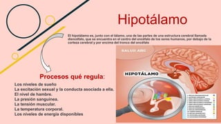 Hipotálamo
El hipotálamo es, junto con el tálamo, una de las partes de una estructura cerebral llamada
diencéfalo, que se encuentra en el centro del encéfalo de los seres humanos, por debajo de la
corteza cerebral y por encima del tronco del encéfalo
Los niveles de sueño
La excitación sexual y la conducta asociada a ella.
El nivel de hambre.
La presión sanguínea.
La tensión muscular.
La temperatura corporal.
Los niveles de energía disponibles
Procesos qué regula:
 
