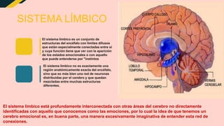 SISTEMA LÍMBICO
El sistema límbico es un conjunto de
estructuras del encéfalo con límites difusos
que están especialmente conectadas entre sí
y cuya función tiene que ver con la aparición
de los estados emocionales o con aquello
que puede entenderse por "instintos
El sistema límbico no es exactamente una
región anatómicamente exacta del encéfalo,
sino que es más bien una red de neuronas
distribuidas por el cerebro y que quedan
mezcladas entre muchas estructuras
diferentes.
El sistema límbico está profundamente interconectada con otras áreas del cerebro no directamente
identificadas con aquello que conocemos como las emociones, por lo cual la idea de que tenemos un
cerebro emocional es, en buena parte, una manera excesivamente imaginativa de entender esta red de
conexiones.
 