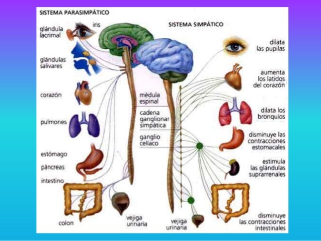 Bases biologicas de la conducta 2