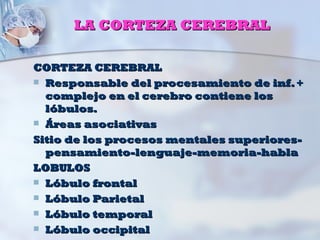 LA CORTEZA CEREBRAL

CORTEZA CEREBRAL
 Responsable del procesamiento de inf. +
  complejo en el cerebro contiene los
  lóbulos.
 Áreas asociativas

Sitio de los procesos mentales superiores-
  pensamiento-lenguaje-memoria-habla
LOBULOS
 Lóbulo frontal
 Lóbulo Parietal
 Lóbulo temporal
 Lóbulo occipital
 