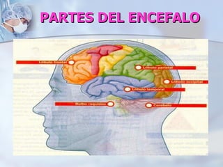PARTES DEL ENCEFALO
 