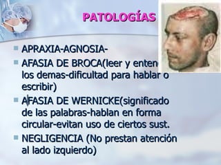 PATOLOGÍAS

 APRAXIA-AGNOSIA-
 AFASIA DE BROCA(leer y entender
  los demas-dificultad para hablar o
  escribir)
 AFASIA DE WERNICKE(significado
  de las palabras-hablan en forma
  circular-evitan uso de ciertos sust.
 NEGLIGENCIA (No prestan atención
  al lado izquierdo)
 