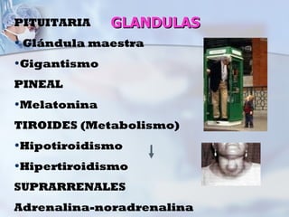 PITUITARIA    GLANDULAS
• Glándula maestra
•Gigantismo
PINEAL
•Melatonina
TIROIDES (Metabolismo)
•Hipotiroidismo
•Hipertiroidismo
SUPRARRENALES
Adrenalina-noradrenalina
 