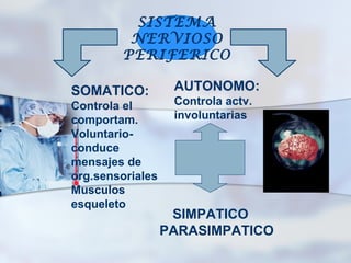 SISTEMA
         NERVIOSO
        PERIFERICO

SOMATICO:          AUTONOMO:
Controla el        Controla actv.
comportam.         involuntarias
Voluntario-
conduce
mensajes de
org.sensoriales
Musculos
esqueleto
                   SIMPATICO
                  PARASIMPATICO
 