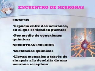 ENCUENTRO DE NEURONAS

SINAPSIS
•Espacio entre dos neuronas,
en el que se tienden puentes
•Por medio de conexiones
químicas
NEUROTRANSMISORES
•Sustancias quimicas
•Llevan mensajes a través de
sinapsis a la dendrita de una
neurona receptora
 
