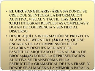 EL GIRUS ANGULARIS (ÁREA 39) DONDE SE CREE QUE SE INTEGRA LA INFORMACIÓN AUDITIVA, VISUAL Y TÁCTIL, LAS ÁREAS 9,10,11 INTEGRAN RESPUESTAS COMPLEJAS Y DOTAN DE COHERENCIA Y SENTIDO AL DISCURSO.