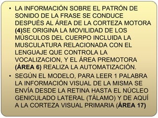 DESDE AQUÍ LA INFORMACIÓN SE PROYECTA AL ÁREA DE WERNICKE (ÁREA 22), QUE SE ENCARGA DE LA COMPRENSIÓN DE LA PALABRA Y DESPUÉS MEDIANTE EL FASCÍCULO ARQUEADO LLEGA AL ÁREA DE BROCA(44,45) DONDE LA REPRESENTACIÓN AUDITIVA SE TRANSFORMA EN LA ESTRUCTURA GRAMATICAL DE UNA FRASE  Y DONDE SE ALMACENA LA MEMORIA PARA LA ARTICULACIÓN DE LAS PALABRAS.LA INFORMACIÓN SOBRE EL PATRÓN DE SONIDO DE LA FRASE SE CONDUCE DESPUÉS AL ÁREA DE LA CORTEZA MOTORA (4)SEORIGINA LA MOVILIDAD DE LOS MÚSCULOS DEL CUERPO INCLUIDA LA MUSCULATURA RELACIONADA CON EL LENGUAJE QUE CONTROLA LA VOCALIZACION, Y EL ÁREA PREMOTORA (ÁREA 6) REALIZA LA AUTOMATIZACIÓN.