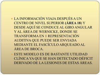 LA INFORMACIÓN VIAJA DESPUÉS A UN CENTRO DE NIVEL SUPERIOR (ÁREA 18) Y DESDE AQUÍ SE CONDUCE AL GIRO ANGULAR Y AL ÁREA DE WERNICKE, DONDE SE TRANSFORMA EN 1 REPRESENTACIÓN AUDITIVA QUE PUEDE SER ENVIADA MEDIANTE EL FASCÍCULO ARQUEADO AL ÁREA DE BROCA.ESTE MODELO ES DE BASTANTE UTILIDAD CLÍNICA YA QUE SE HAN DETECTADO DÉFICIT DERIVADO DE LA LESIONES DE ESTAS ÁREAS. 
