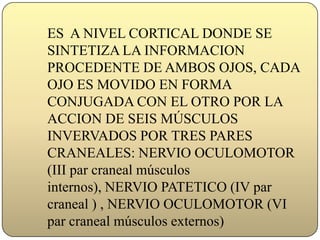 ES  A NIVEL CORTICAL DONDE SE SINTETIZA LA INFORMACION PROCEDENTE DE AMBOS OJOS, CADA OJO ES MOVIDO EN FORMA CONJUGADA CON EL OTRO POR LA ACCION DE SEIS MÚSCULOS INVERVADOS POR TRES PARES CRANEALES: NERVIO OCULOMOTOR (III par craneal músculos internos), NERVIO PATETICO (IV par craneal ) , NERVIO OCULOMOTOR (VI par craneal músculos externos)