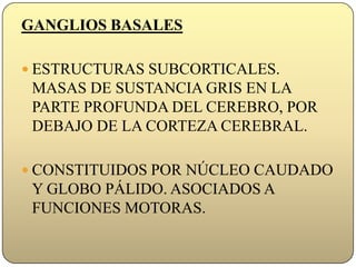 GANGLIOS BASALESESTRUCTURAS SUBCORTICALES. MASAS DE SUSTANCIA GRIS EN LA PARTE PROFUNDA DEL CEREBRO, POR DEBAJO DE LA CORTEZA CEREBRAL.CONSTITUIDOS POR NÚCLEO CAUDADO Y GLOBO PÁLIDO. ASOCIADOS A FUNCIONES MOTORAS. 