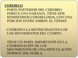 CEREBELOPARTE POSTERIOR DEL CEREBRO. PARECE UNA NARANJA. TIENE DOS HEMISFERIOS CEREBELOSOS, CON UNA PORCIÓN ENTRE AMBOS: EL VÉRMIX. COORDINA LA MOTRICIDAD FINA DE LOS MOVIMIENTOS DEL CUERPO.TIENE UN PAPEL IMPORTANTE EN LA COORDINACIÓN DE LOS     MOVIMIENTOS DE UNA ARTICULACIÓN NORMAL DEL HABLA. 