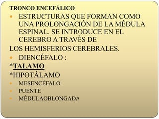 TRONCO ENCEFÁLICOESTRUCTURAS QUE FORMAN COMO UNA PROLONGACIÓN DE LA MÉDULA ESPINAL. SE INTRODUCE EN EL CEREBRO A TRAVÉS DELOS HEMISFERIOS CEREBRALES.DIENCÉFALO :*TALAMO*HIPOTÁLAMOMESENCÉFALOPUENTEMÉDULAOBLONGADA