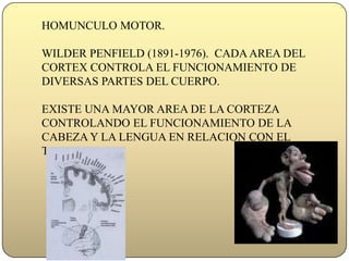 HOMUNCULO MOTOR.  WILDER PENFIELD (1891-1976).  CADA AREA DEL CORTEX CONTROLA EL FUNCIONAMIENTO DE DIVERSAS PARTES DEL CUERPO.  EXISTE UNA MAYOR AREA DE LA CORTEZA CONTROLANDO EL FUNCIONAMIENTO DE LA CABEZA Y LA LENGUA EN RELACION CON EL TRONCO.