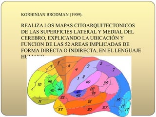 KORBINIAN BRODMAN (1909). REALIZA LOS MAPAS CITOARQUITECTONICOS DE LAS SUPERFICIES LATERAL Y MEDIAL DEL CEREBRO, EXPLICANDO LA UBICACIÓN Y FUNCION DE LAS 52 AREAS IMPLICADAS DE FORMA DIRECTA O INDIRECTA, EN EL LENGUAJE HUMANO.