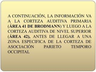 A CONTINUACIÓN, LA INFORMACIÓN VA A LA CORTEZA AUDITIVA PRIMARIA (ÁREA 41 DE BRODMANN) Y LUEGO A LA CORTEZA AUDITIVA DE NIVEL SUPERIOR (ÁREA 42), ANTES DE LLEGAR A UNA ZONA ESPECIFICA DE LA CORTEZA DE ASOCIACIÓN PARIETO TEMPORO OCCIPITAL