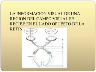 Bases Biologicas Del Lenguaje Presentacion