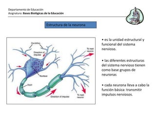 Departamento de Educación
Asignatura: Bases Biológicas de la Educación


                              Estructura de la neurona


                                                         • es la unidad estructural y
                                                         funcional del sistema
                                                         nervioso.

                                                         • las diferentes estructuras
                                                         del sistema nervioso tienen
                                                         como base grupos de
                                                         neuronas

                                                         • cada neurona lleva a cabo la
                                                         función básica: transmitir
                                                         impulsos nerviosos.
 