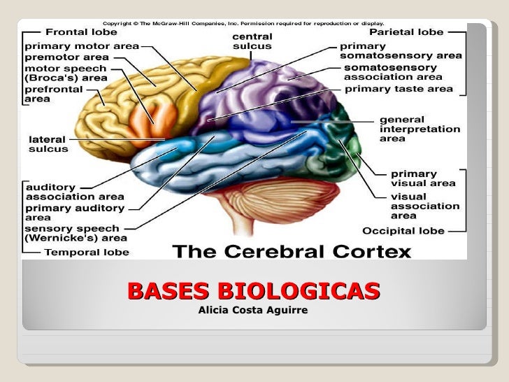 Bases Biologica Svideoconf