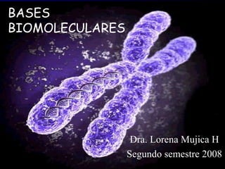 BASES BIOMOLECULARES Dra. Lorena Mujica H Segundo semestre 2008 