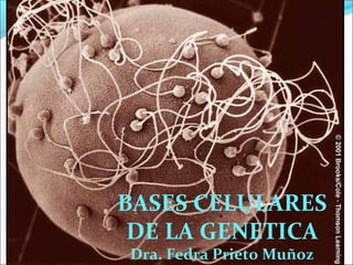 BASES CELULARES
DE LA GENETICA
Dra. Fedra Prieto Muñoz
 