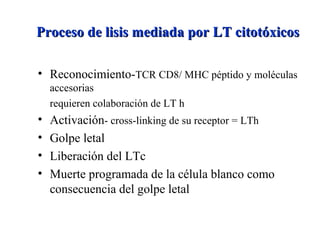 Proceso de lisis mediada por LT citotóxicosProceso de lisis mediada por LT citotóxicos
• Reconocimiento-TCR CD8/ MHC péptido y moléculas
accesorias
requieren colaboración de LT h
• Activación- cross-linking de su receptor = LTh
• Golpe letal
• Liberación del LTc
• Muerte programada de la célula blanco como
consecuencia del golpe letal
 