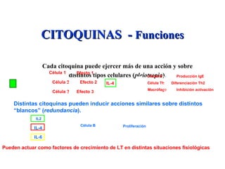 CITOQUINAS -CITOQUINAS - FuncionesFunciones
Cada citoquina puede ejercer más de una acción y sobre
distintos tipos celulares (pleiotropia).Célula 1
Célula 2
Célula 3
Efecto 1
Efecto 2
Efecto 3
IL-4
Célula B
Célula Th
Macrófago
Producción IgE
Diferenciación Th2
Inhibición activación
Distintas citoquinas pueden inducir acciones similares sobre distintos
“blancos” (redundancia).
Célula B Proliferación
IL2
IL-4
IL-6
Pueden actuar como factores de crecimiento de LT en distintas situaciones fisiológicas
 