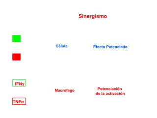 Sinergismo
Célula Efecto Potenciado
IFNγ
Macrófago Potenciación
de la activación
TNFα
 