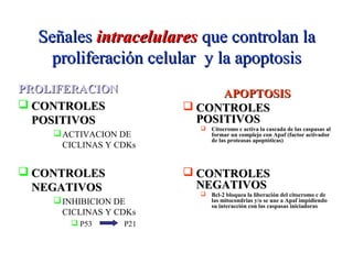 SeñalesSeñales intracelularesintracelulares que controlan laque controlan la
proliferación celular y la apoptosisproliferación celular y la apoptosis
PROLIFERACIONPROLIFERACION
 CONTROLESCONTROLES
POSITIVOSPOSITIVOS
ACTIVACION DE
CICLINAS Y CDKs
 CONTROLESCONTROLES
NEGATIVOSNEGATIVOS
INHIBICION DE
CICLINAS Y CDKs
 P53 P21
APOPTOSISAPOPTOSIS
 CONTROLESCONTROLES
POSITIVOSPOSITIVOS
 Citocromo c activa la cascada de las caspasas al
formar un complejo con Apaf (factor activador
de las proteasas apoptóticas)
 CONTROLESCONTROLES
NEGATIVOSNEGATIVOS
 Bcl-2 bloquea la liberación del citocromo c de
las mitocondrias y/o se une a Apaf impidiendo
su interacción con las caspasas iniciadoras
 