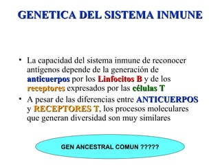 GENETICA DEL SISTEMA INMUNEGENETICA DEL SISTEMA INMUNE
• La capacidad del sistema inmune de reconocer
antígenos depende de la generación de
anticuerposanticuerpos por los Linfocitos BLinfocitos B y de los
receptoresreceptores expresados por las células Tcélulas T
• A pesar de las diferencias entre ANTICUERPOSANTICUERPOS
y RECEPTORES TRECEPTORES T, los procesos moleculares
que generan diversidad son muy similares
GEN ANCESTRAL COMUN ?????
 
