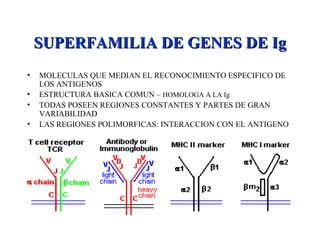 SUPERFAMILIA DE GENES DE IgSUPERFAMILIA DE GENES DE Ig
• MOLECULAS QUE MEDIAN EL RECONOCIMIENTO ESPECIFICO DE
LOS ANTIGENOS
• ESTRUCTURA BASICA COMUN – HOMOLOGA A LA Ig
• TODAS POSEEN REGIONES CONSTANTES Y PARTES DE GRAN
VARIABILIDAD
• LAS REGIONES POLIMORFICAS: INTERACCION CON EL ANTIGENO
 