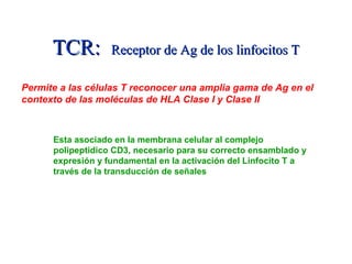 TCR:TCR: Receptor de Ag de los linfocitos TReceptor de Ag de los linfocitos T
Permite a las células T reconocer una amplia gama de Ag en el
contexto de las moléculas de HLA Clase I y Clase II
Esta asociado en la membrana celular al complejo
polipeptidico CD3, necesario para su correcto ensamblado y
expresión y fundamental en la activación del Linfocito T a
través de la transducción de señales
TCR: Tipos: α β - γδ
 