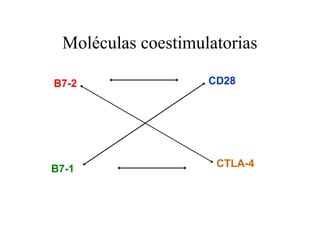 Moléculas coestimulatorias
B7-2 CD28
B7-1
CTLA-4
 