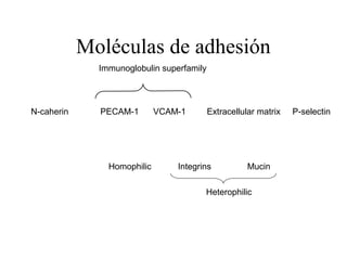 Moléculas de adhesión
N-caherin PECAM-1 VCAM-1 Extracellular matrix P-selectin
Immunoglobulin superfamily
Homophilic Integrins Mucin
Heterophilic
 