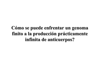 Cómo se puede enfrentar un genomaCómo se puede enfrentar un genoma
finito a la producción prácticamentefinito a la producción prácticamente
infinita de anticuerpos?infinita de anticuerpos?
 